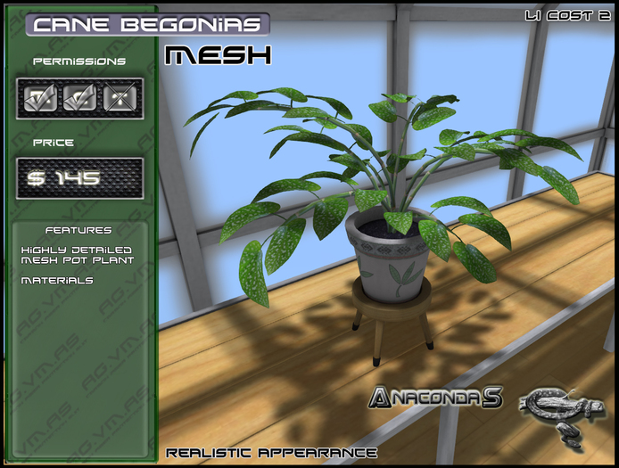 Cane Begonias Potted