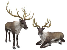 Reindeers Mesh