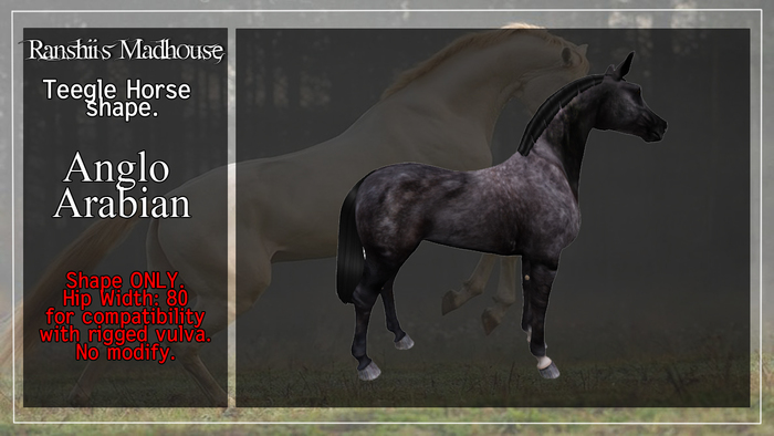 *RMH* Anglo arabian shape - BOX