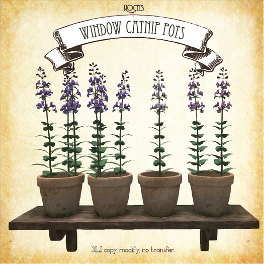 [noctis] pottted window shelf catnip plants