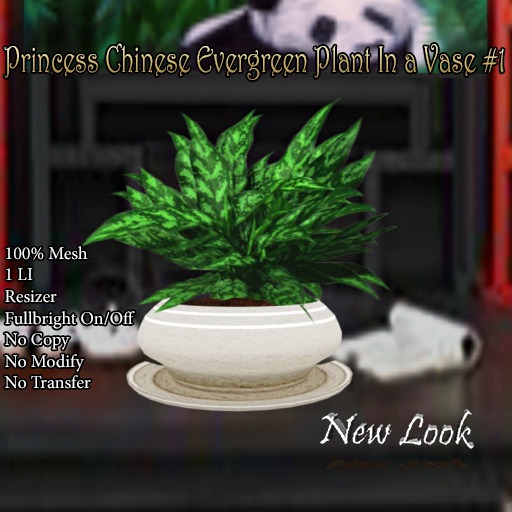 Princess Chinese Evergreen Plant in a Vase #1 Mesh Boxed