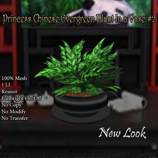 Princess Chinese Evergreen Plant in a Vase #2 Mesh Boxed