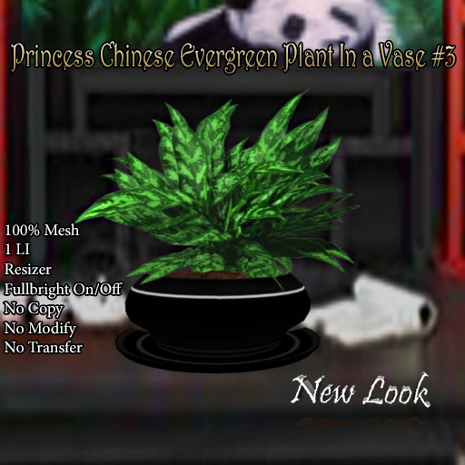 Princess Chinese Evergreen Plant in a Vase #3 Mesh Boxed