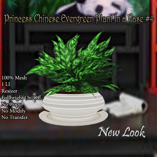 Princess Chinese Evergreen Plant in a Vase #4 Mesh Boxed