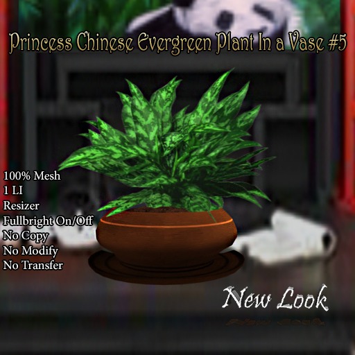 Princess Chinese Evergreen Plant in a Vase #5 Mesh Boxed