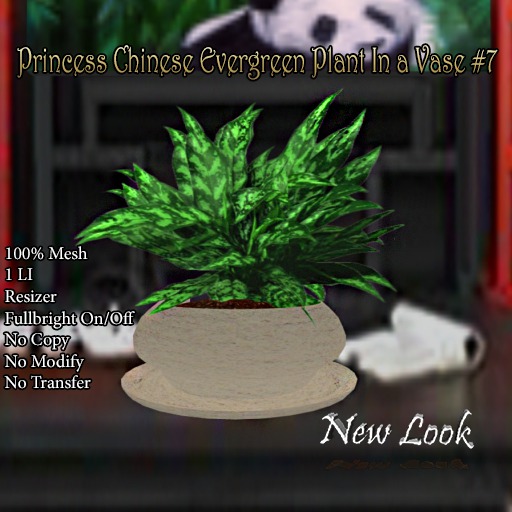 Princess Chinese Evergreen Plant in a Vase #7 Mesh Boxed