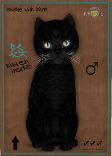 KittyCatS Box - New Born Kitten