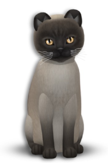 KittyCatS Box - 7T Tonk Blue F Bronze Latte