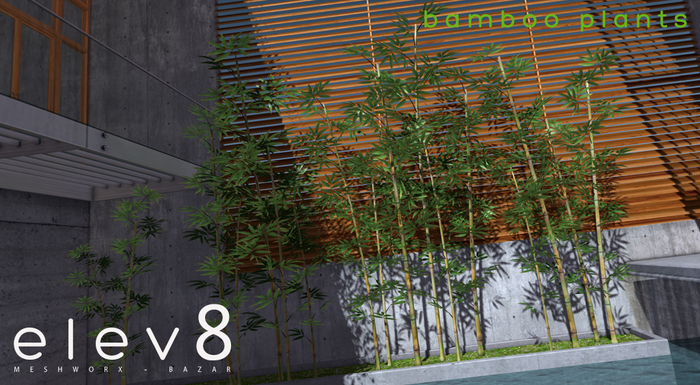 elev8~Bamboo Plants BOXED