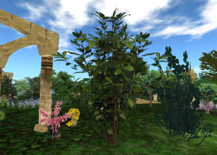 Plant -tropical- 22 a