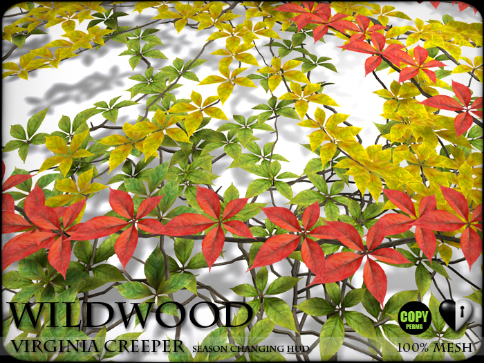 Heart - Wildwood Virginia Creeper - Season Changing