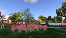 Agapanthus