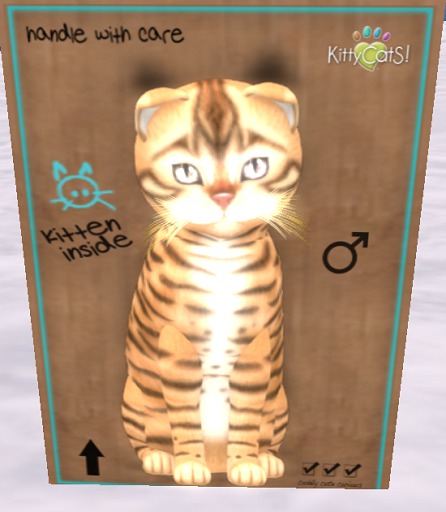 KittyCatS Box - New Born Kitten