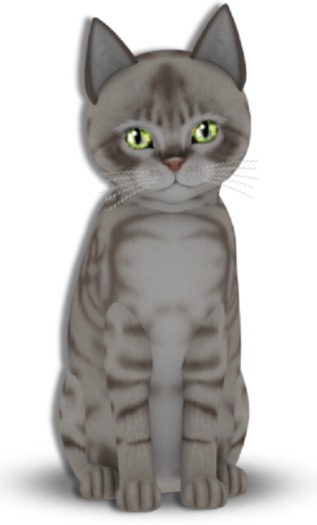 KittyCatS Box - 7T AussieB M G. Burst (h. Ill, Cur or Fluffy, S