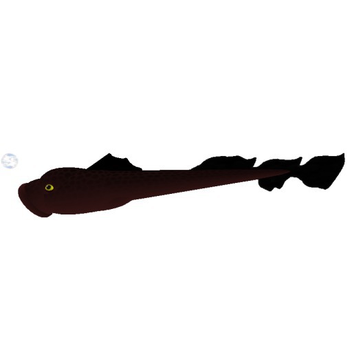 (7S) Rare Fish: Red Lamprey