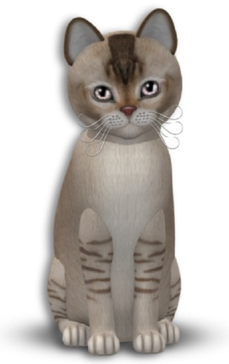 KittyCatS Box - 5T Burm CS F Ody Bell Dreamy