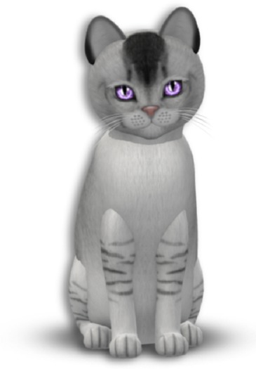 KittyCatS Box - 5T Burmilla - Black Silver Shaded Male Crystal Dream