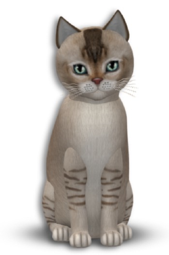 KittyCatS Box - 8T Burmilla - Chocolate Silver Shaded Female Light Wash