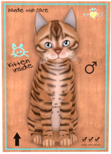 KittyCatS Box - Toyger - Tan