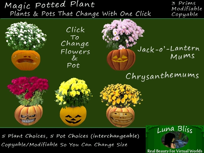 Autumn Chrysanthemums (Mums) In Jack-o'-Lantern Pot