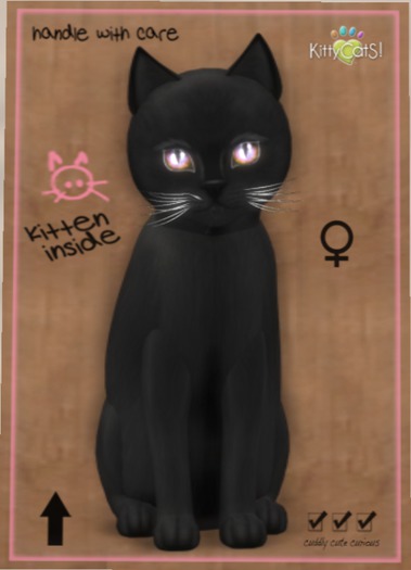 KITTEN BOX - F 9T Russian - Black 14