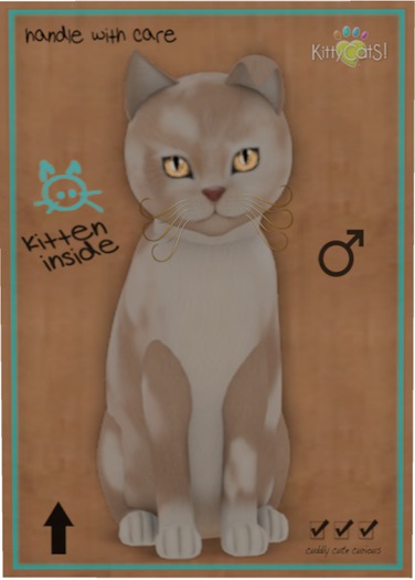 KittyCatS Box - British Shorthair - Cream & White