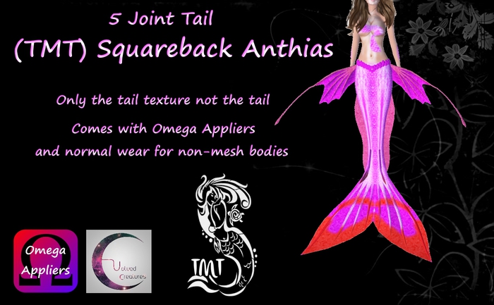 (TMT) Surareback Anthias 5j tail