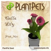 PlantPet Seed [Calla Lily *Pink Mix*]