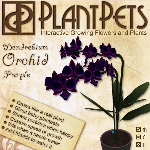PlantPet Seed [Dendrobium Orchid *Purple*] RARE