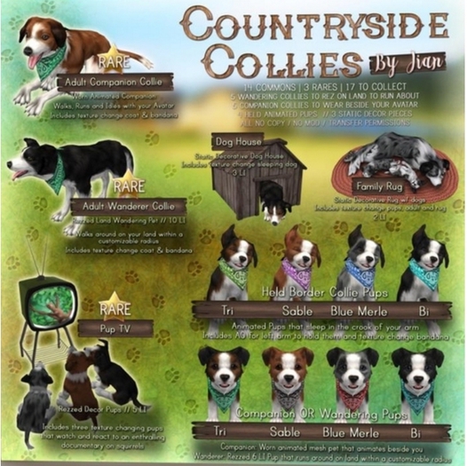 JIAN Countryside Collies :: Companion Pup Bi EP BOX