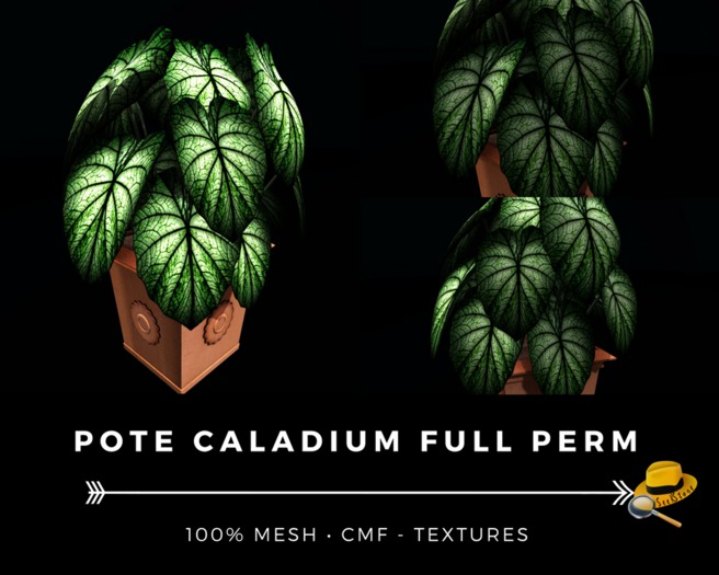*SeekFullPerm* Pote Caladium
