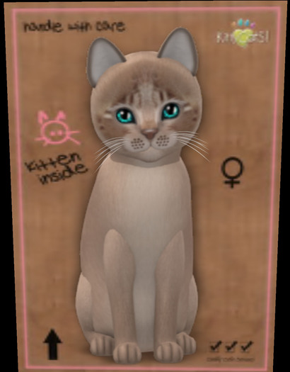 KittyCatS Box - New Born Kitten