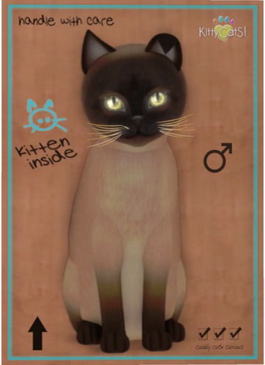 KittyCatS Box - Tonkinese - Champagne