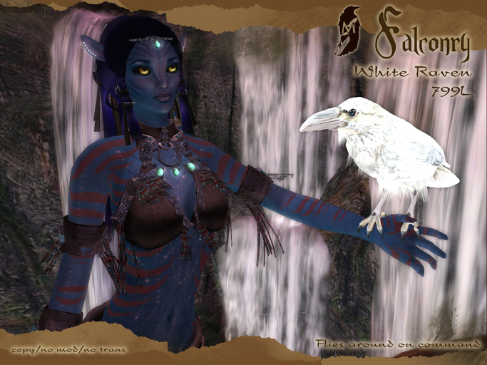 Mused Falconry - White Raven