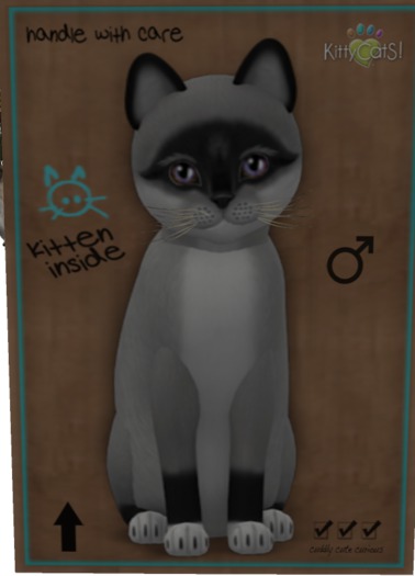 KittyCatS Box - 5T M Foxie - Salt & Pepper Mask