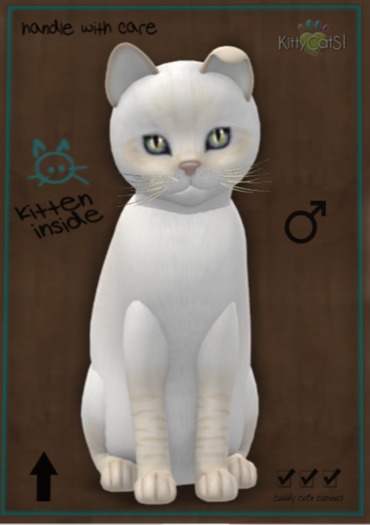 KittyCatS Box - 9T M Balinese - Cream Lynx