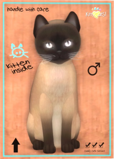 KittyCatS Box - Tonkinese - Champagne