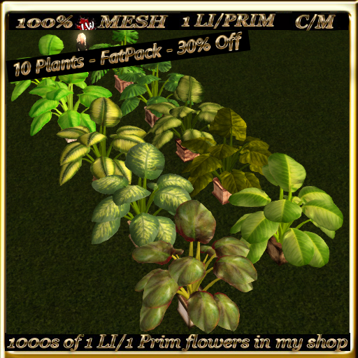 LW - 10 Indoor Plants - FatPack - 30% Off