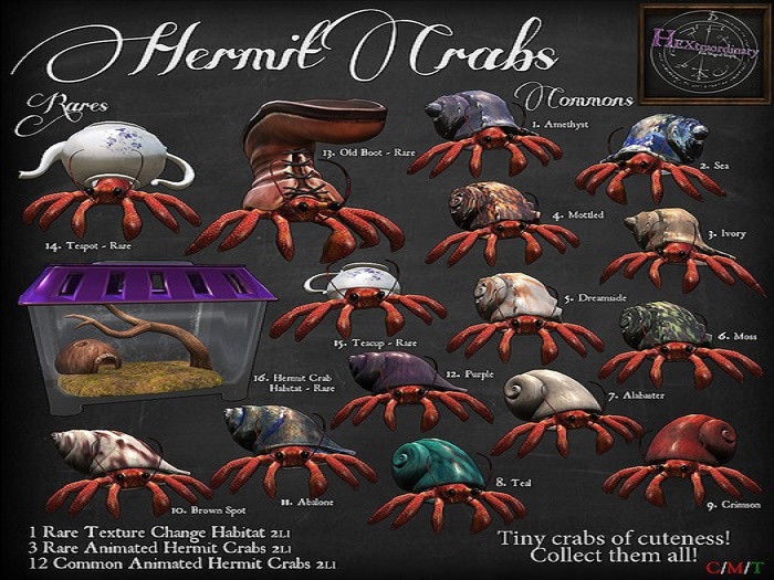 14. *HEXtraordinary* Teapot Hermit Crab - RARE