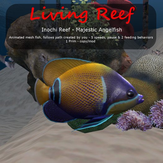 Inochi Reef - Majestic Angelfish - Boxed
