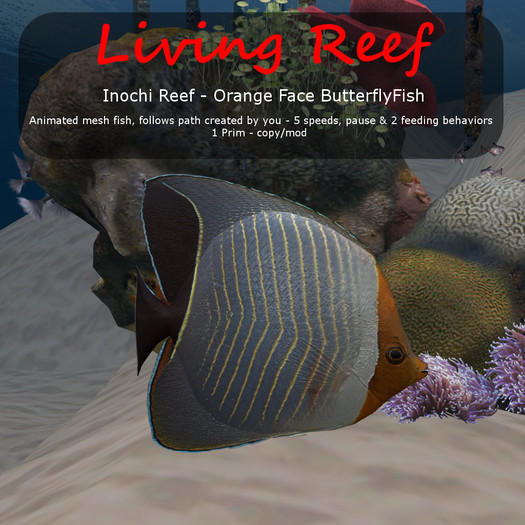 Inochi Reef - Orange Face Butterflyfish - Boxed