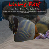 Inochi Reef - Orange Face Butterflyfish - Boxed