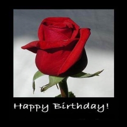 Lovely Rose Birthday Card