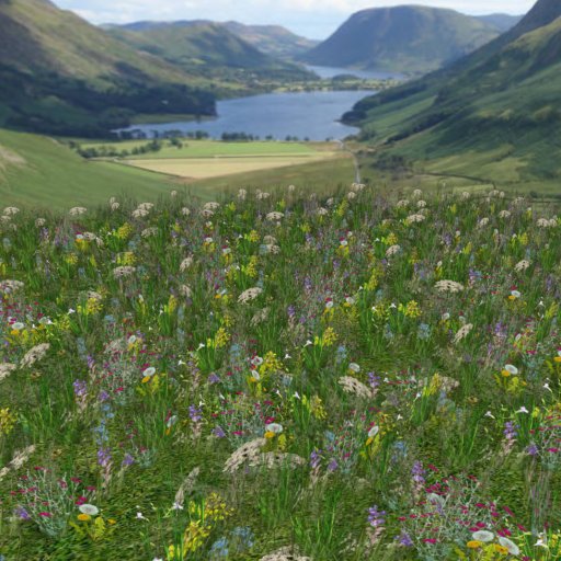 Meadow Flowers 5
