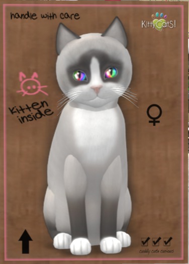 KittyCatS Box - 6T F Snowshoe - Bluepoint