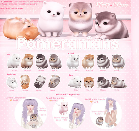 +Half-Deer+ Pomeranian - Lay [Merle]