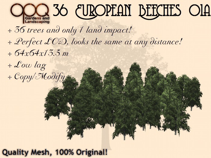 OPQ 36 European Beeches 01a (CM)