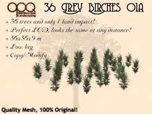 OPQ 36 Grey Birches 01a (CM)