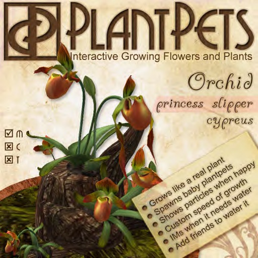PlantPet Seed [Princess Slipper Orchid *Cypreus*]