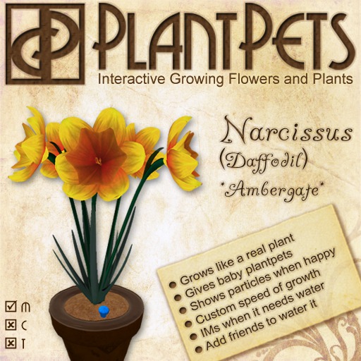 PlantPet Seed [Narcissus *Ambergate*]